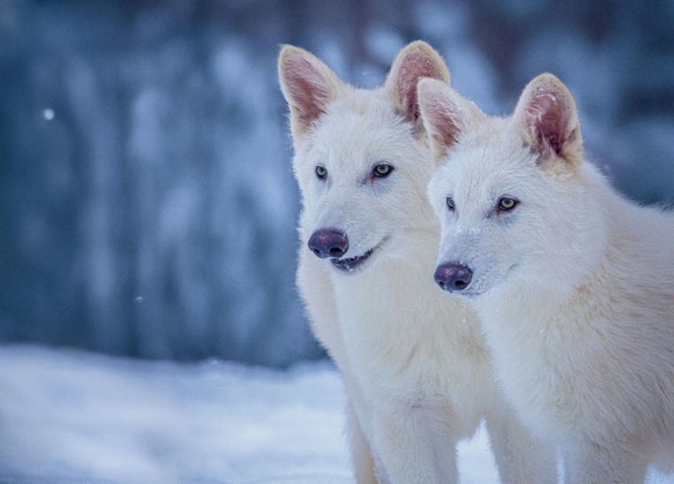 Une photographie fournie par l'entreprise Colossal des "loups sinistres" qu'elle assure avoir réussi à faire renaître ( Colossal Biosciences / - )
