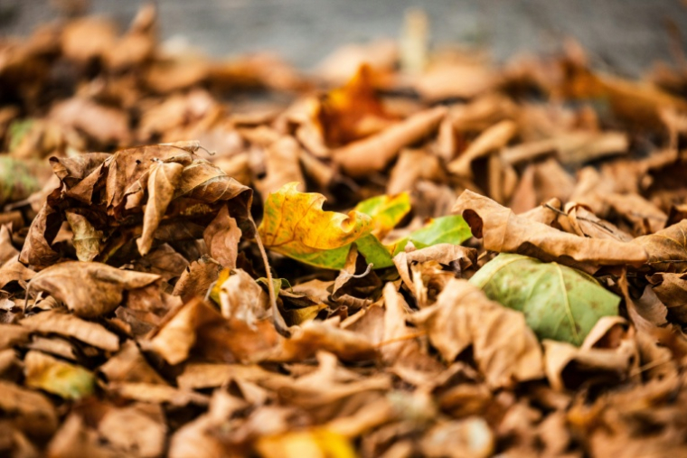 Des feuilles mortes au pied des arbres en raison d'une vague de chaleur le 22 août 2025 à Papendrecht, aux Pays-Bas ( ANP / Jeffrey Groeneweg )