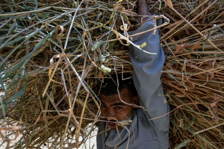 Un agriculteur transporte de la paille de blé dans un champ du village de Maraziq, au sud de Gizeh, le 4 mai 2026 en Egypte ( AFP / Khaled DESOUKI )