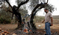 Un Palestinien regarde un olivier incendié près de Ramallah, en Cisjordanie, le 16 octobre 2026 ( AFP / AHMAD GHARABLI )