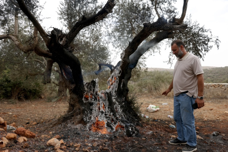 Un Palestinien regarde un olivier incendié près de Ramallah, en Cisjordanie, le 16 octobre 2026 ( AFP / AHMAD GHARABLI )