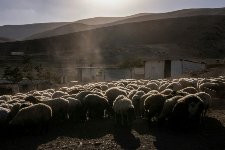 Un troupeau de moutons à Ras Ein al-Auja, dans la vallée du Jourdain, en Cisjordanie occupée, le 30 septembre 2025 ( AFP / JOHN WESSELS )