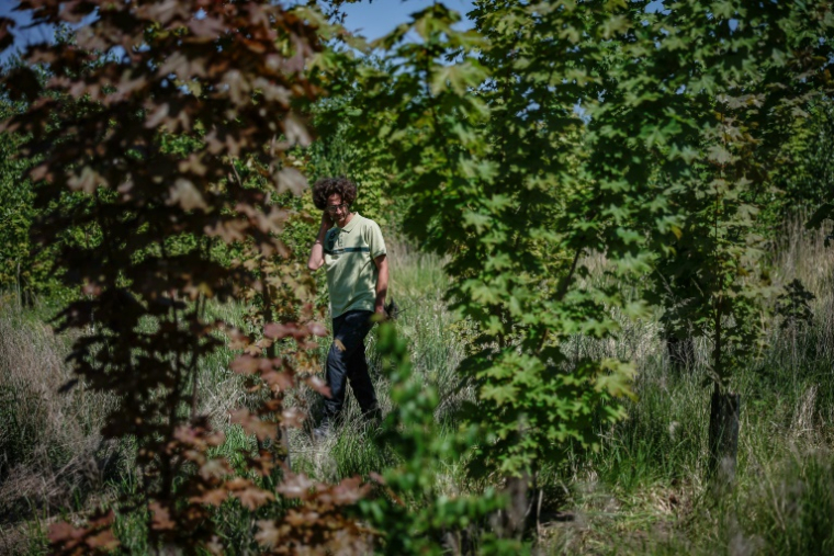 Charles Cohen, chef de projet de reboisement à l'ONF, des jeunes arbres plantés pour reboiser la zone de "La Forêt de Maubuisson" à Méry-sur-Oise, au nord-ouest de Paris, le 29 avril 2025 ( AFP / Ian LANGSDON )