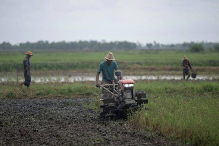 Des agriculteurs dans un champ du canton de Kawhmu, en périphérie de Rangoun, le 25 mai 2026 en Birmanie ( AFP / Sai Aung MAIN )