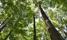 ( AFP / THIERRY ZOCCOLAN )