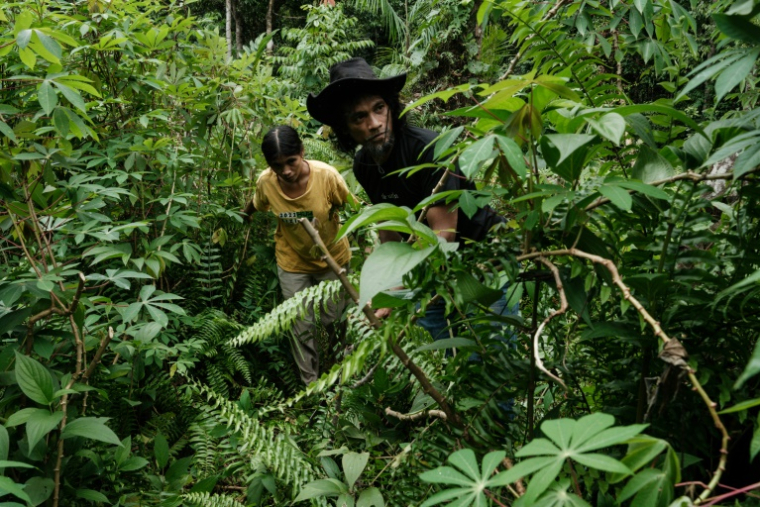 Bokum et son épouse Nawate, membres de la tribu Hongana Manyawa, dans leur champ de manioc à East Halmahera, dans le nord des Moluques, le 16 avril 2025 en Indonésie ( AFP / YASUYOSHI CHIBA )