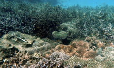 Un récif coralien dans la partie nord du lagon de Mayotte, le 24 février 2026 ( AFP / Marine GACHET )