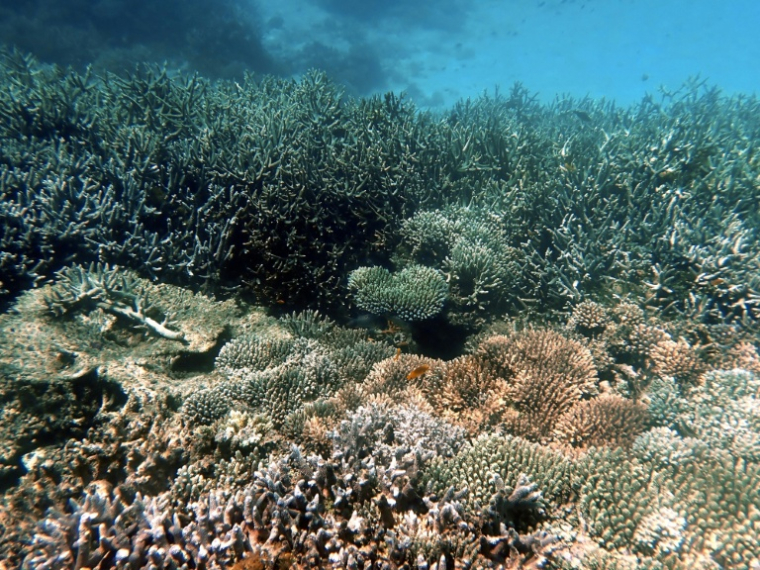 Un récif coralien dans la partie nord du lagon de Mayotte, le 24 février 2026 ( AFP / Marine GACHET )