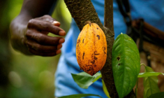 NESTLÉ VA RÉMUNÉRER LES PRODUCTEURS DE CACAO QUI ENVOIENT LEURS ENFANTS À L'ÉCOLE