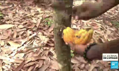 Côte d'Ivoire : le défi de la production locale des tablettes de chocolat