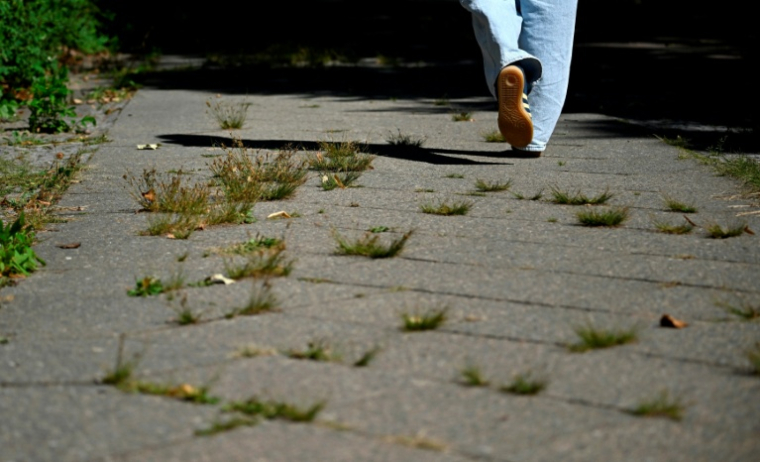 Un piéton marche sur un trottoir envahi par les mauvaises herbes à Berlin le 25 août 2026 ( AFP / Tobias SCHWARZ )