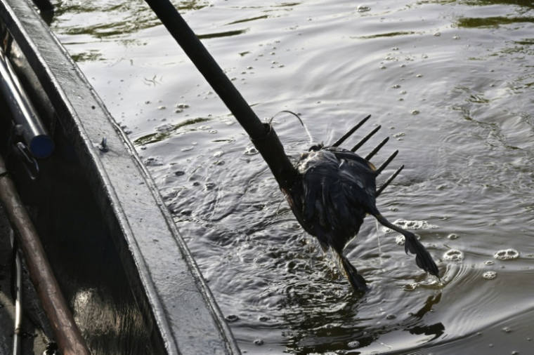 Un chasseur repêche la carcasse d'un oiseau fauché par l'épizootie de botulisme aviaire qui touche plusieurs zones humides de Loire-Atlantique, le 26 juillet 2025 dans le marais de Brière près de Trignac ( AFP / Damien MEYER )
