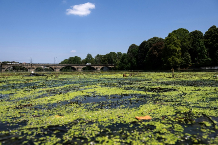 Des algues à la surface du Pô près du pont Vittorio Emanuele I à Turin (nord-ouest de l'Italie) le 14 juillet 2026 ( AFP / Marco BERTORELLO )