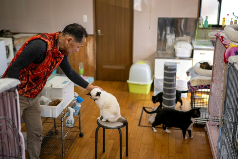 Toru Akama, ancien employé de centrale nucléaire, s'occupe des chats qu'il a recueillis lors d'un entretien avec l'AFP dans son refuge pour animaux à Namie, dans la préfecture de Fukushima, le 5 mars 2026 au Japon ( AFP / Philip FONG )
