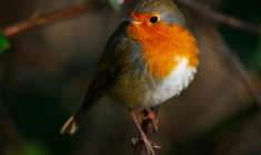 Un trafic présumé d'espèces protégées d'oiseaux, impliquant une douzaine de prévenus parmi lesquels des ornithologues, un parc animalier ou encore un revendeur en Belgique, sera jeudi dans le Lot au cœur d'un procès inédit en France ( AFP / Martin LELIEVRE )