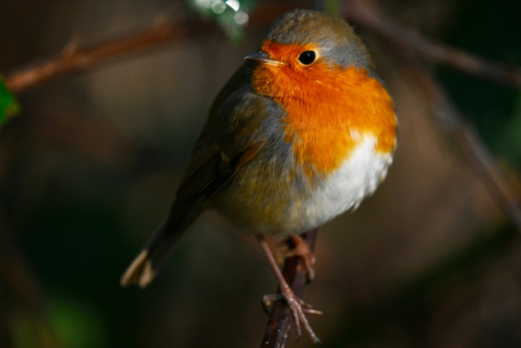 Un trafic présumé d'espèces protégées d'oiseaux, impliquant une douzaine de prévenus parmi lesquels des ornithologues, un parc animalier ou encore un revendeur en Belgique, sera jeudi dans le Lot au cœur d'un procès inédit en France ( AFP / Martin LELIEVRE )