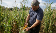 L'agriculteur Sébastien Maylin montre un épi de maïs dans l'un de ses champs à Bazordan, dans le sud-ouest de la France, le 24 août 2026  ( AFP / Valentine CHAPUIS )