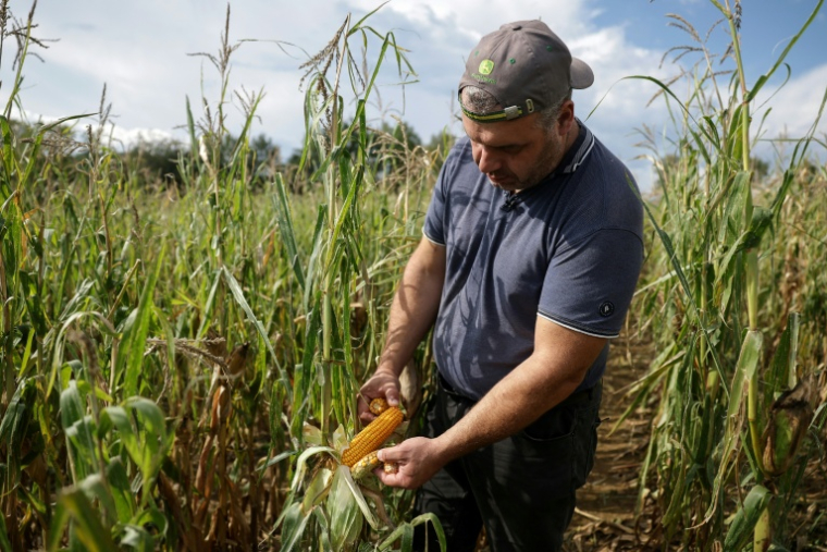 L'agriculteur Sébastien Maylin montre un épi de maïs dans l'un de ses champs à Bazordan, dans le sud-ouest de la France, le 24 août 2026  ( AFP / Valentine CHAPUIS )