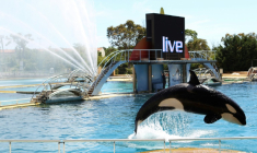 Une orque dans un des bassins du Marineland d'Antibes dans les Alpes-Maritimes, le 30 mai 2013 ( AFP / Jean-Christophe MAGNENET )