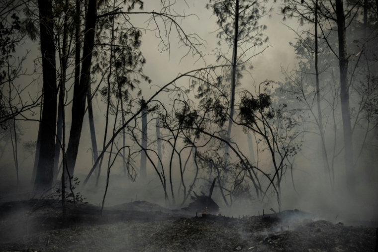 Dans une forêt au Porge, en Gironde, le 24 juillet 2026  ( AFP / JULIEN DE ROSA )