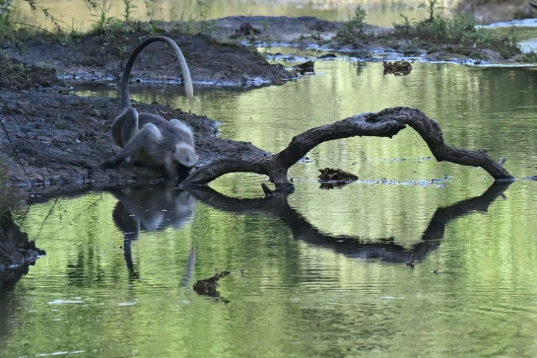 Un singe s'abreuve à un ruisseau le 9 novembre 2025 dans le Parc national de Gir, dans l'Etat du Gujarat, dans l'ouest de l'Inde ( AFP / Indranil MUKHERJEE )