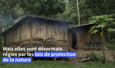 Les derniers chasseurs-cueilleurs de Thaïlande revendiquent leur droit aux terres
