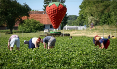 Des personnes cueillent des fraises dans une ferme alsacienne où deux hectares sont consacrés à la libre-cueillette, le 30 mai 2025 à La Wantzenau, dans le Bas-Rhin ( AFP / FREDERICK FLORIN )