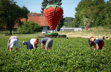 Des personnes cueillent des fraises dans une ferme alsacienne où deux hectares sont consacrés à la libre-cueillette, le 30 mai 2025 à La Wantzenau, dans le Bas-Rhin ( AFP / FREDERICK FLORIN )