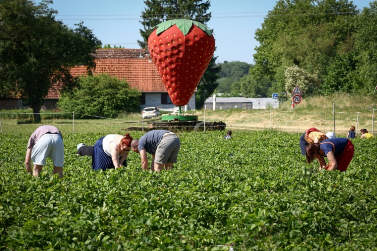 Des personnes cueillent des fraises dans une ferme alsacienne où deux hectares sont consacrés à la libre-cueillette, le 30 mai 2025 à La Wantzenau, dans le Bas-Rhin ( AFP / FREDERICK FLORIN )