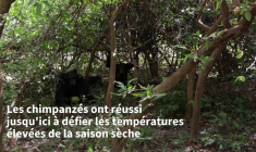 Au Sénégal, de fascinants chimpanzés des savanes