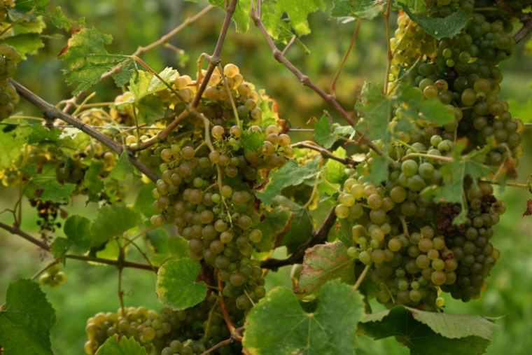 Le réchauffement des étés bouleverse en particulier, en France, le calendrier de ce mois de vendanges qu'est septembre ( AFP / Gaizka IROZ )