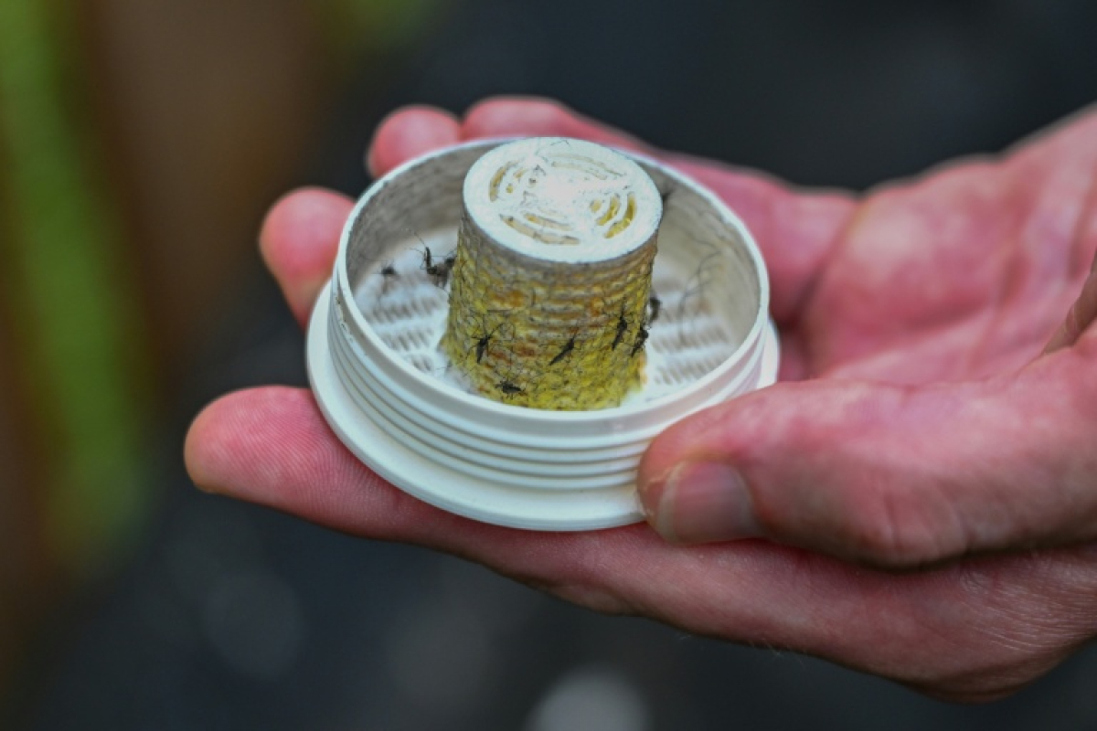 US Company Releases 600,000 Mosquitoes to Fight Tiger Mosquitoes Without Pesticides - News Directory 3