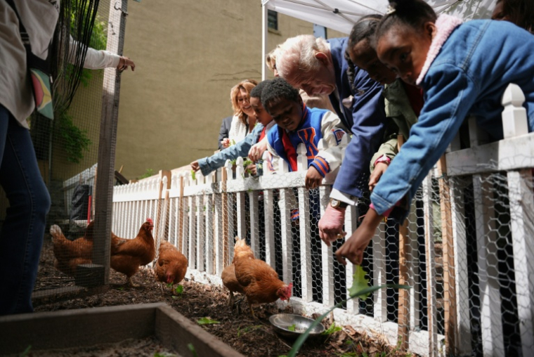 Le roi Charles III (c) nourrit des poules en compagnie d'enfants lors d'un événement organisé par l'association à but non lucratif Harlem Grown à New York, le 29 avril 2026 ( POOL / Angelina Katsanis )