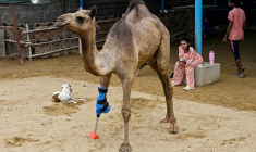 La chamelle Cammie, amputée d'une patte, marche avec une prothèse dans un refuge animalier à Karachi, le 19 juillet 2025 au Pakistan ( AFP / Rizwan TABASSUM )