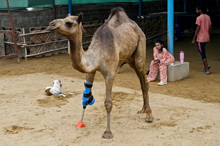 La jeune chamelle Cammie se tenant debout avec sa nouvelle prothèse, dans un centre animalier de Karachi (Pakistan) le 19 juillet 2025 ( AFP / Rizwan TABASSUM )