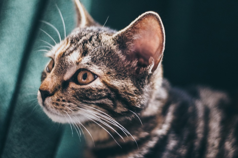 Voici pourquoi soigner votre animal de compagnie pourrait devenir encore plus cher