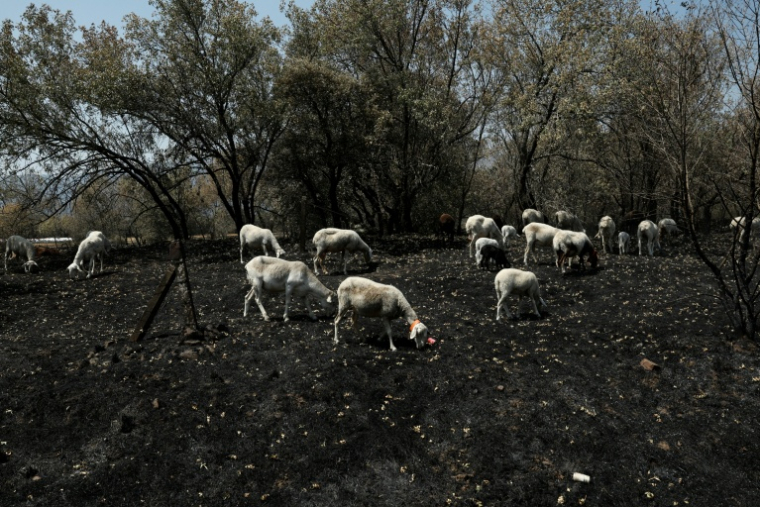 Un troupeau de moutons cherche de la nourriture sur un pâturage calciné après un incendie de forêt près de Piedralaves, à 100 kilomètres à l’ouest de Madrid, le 28 juillet 2026 ( AFP / Oscar DEL POZO )
