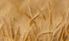 L'Ukraine est un exportateur important de blé et d'huiles végétales, à destination de pays africains et du Moyen-Orient. (crédit photo : Candiix)