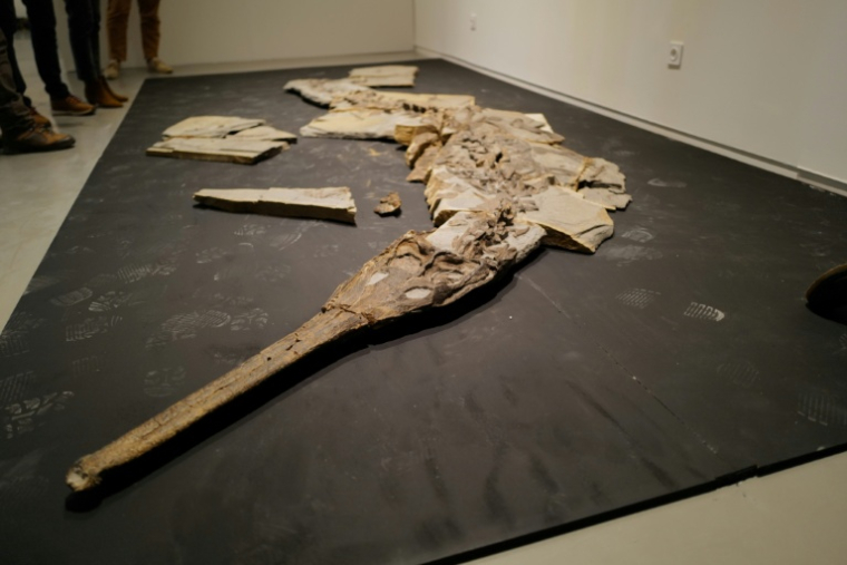 Le squelette reconstitué d'un fossile de crocodile datant du Jurassique retrouvé dans le région de Montpellier, au musée de Lodève dans l'Hérault, le 10 ctobre 2025 ( AFP / Sylvain THOMAS )