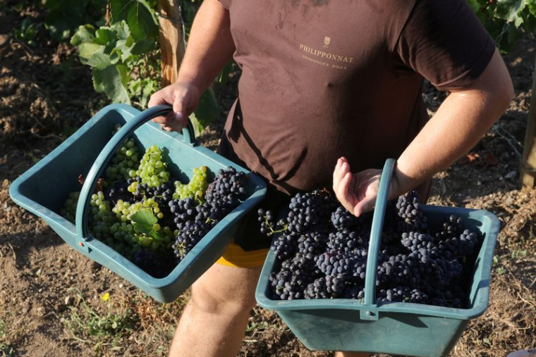 LA PRODUCTION VITICOLE EN 2022 ESTIMÉE EN HAUSSE MALGRÉ LA SÉCHERESSE