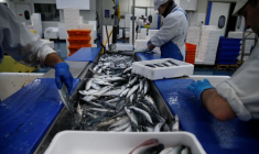 PÊCHE POST-BREXIT: PARIS APPELLE À NOUVEAU À UNE "SOLUTION RAPIDE"