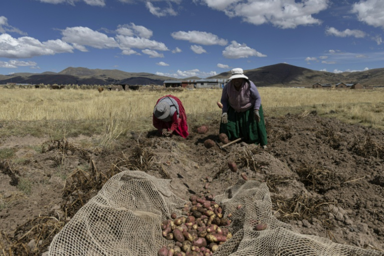 Des agriculteurs récoltent des pommes de terre dans la communauté de Caritamaya, près du lac Titicaca, dans la région de Puno, au Pérou, le 29 mai 2026 ( AFP / Juan Carlos CISNEROS )