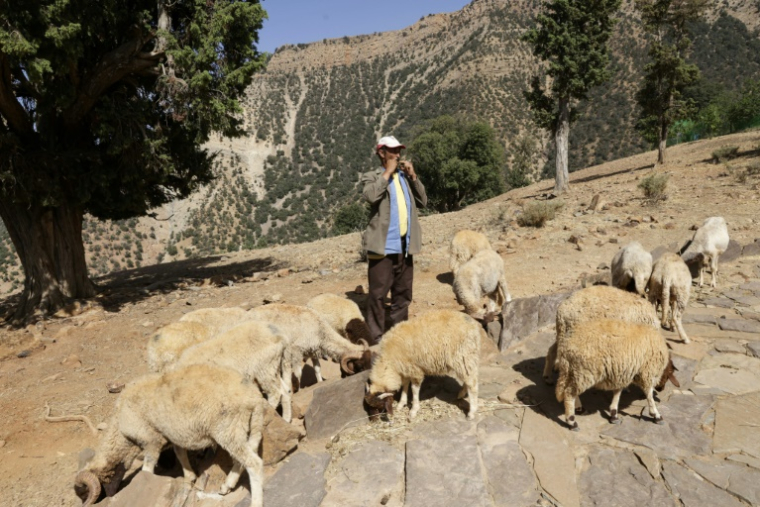 Un berger du hameau d'Imzerri utilise la pratique ancienne du langage sifflé, permettant de communiquer à travers de vastes distances, le 19 août 2025 dans les montagnes de l'Atlas, au Maroc ( AFP / Abdel Majid BZIOUAT )
