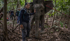 La scientifique Farina Othman à côté d'une éléphante de Bornéo après une opération de pose de colliers GPS dans la jungle de Bornéo, à Sukau, dans l'Etat de Sabah, le 24 août 2026 en Malaisie ( AFP / Mohd Rasfan )