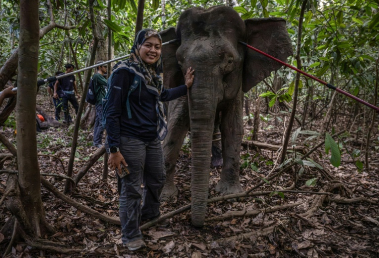 La scientifique Farina Othman à côté d'une éléphante de Bornéo après une opération de pose de colliers GPS dans la jungle de Bornéo, à Sukau, dans l'Etat de Sabah, le 24 août 2026 en Malaisie ( AFP / Mohd Rasfan )