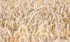 Les aliments à base de céréales comme le blé et le riz sont les principales sources d'apport de cadmium car très consommés ( AFP / LOU BENOIST )