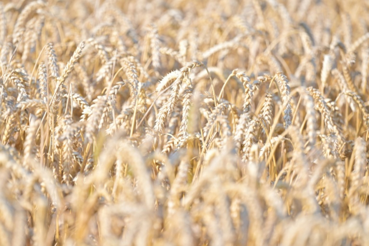 Les aliments à base de céréales comme le blé et le riz sont les principales sources d'apport de cadmium car très consommés ( AFP / LOU BENOIST )