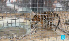 De l'Afrique au Golfe persique, sur la route du trafic des animaux sauvages