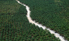 L'INDONÉSIE CONDITIONNE L'ACHAT D'AVIONS À L'HUILE DE PALME