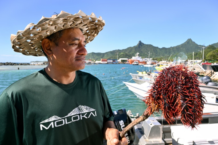 Le biologiste marin Teina Rongo du groupe environnemental Korero O Te Orau tient une étoile de mer "couronne d'épines" collectée sur un récif au large de Rarotonga, le 12 juin 2025 aux îles Cook ( AFP / William WEST )